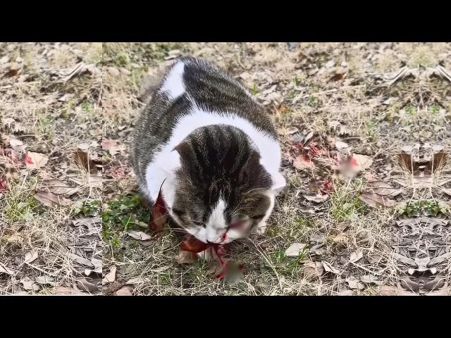 Stray Cat Almost Killed by a Car, Waits Alone for Death, Until This Happens