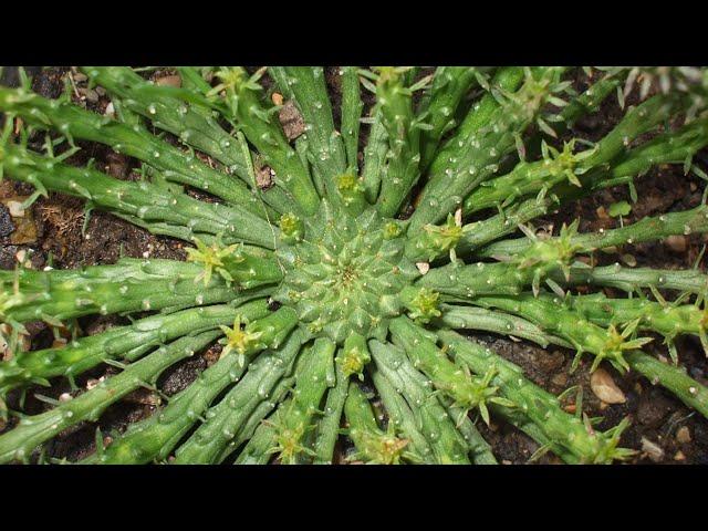 Euphorbia Medusa head propagation