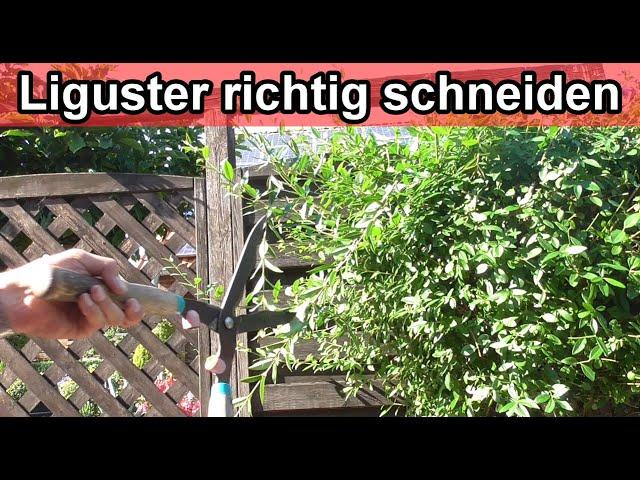 Ligusterhecke schneiden Video Anleitung – Liguster zurückschneiden / Ab wann / Wie oft /