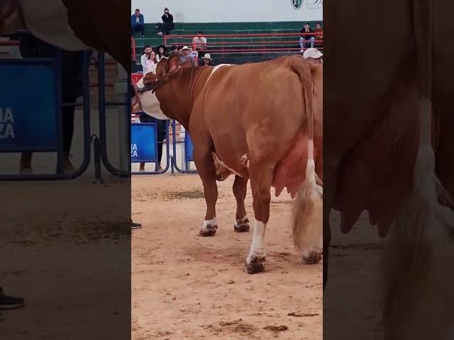  SIMMENTAL CATTLE  Biggest Bulls And Cow