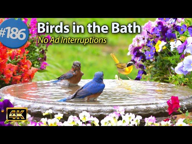 Relaxing Bird Bath  Splashing Birds  Fountain Water Sounds Uninterrupted CatTV @LensMyth