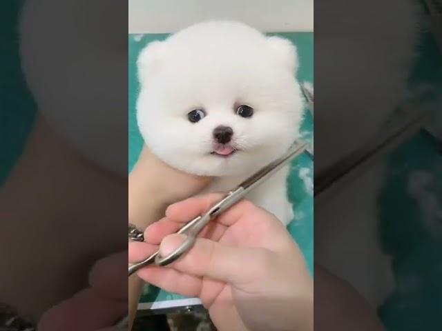 How to make a candyfloss? #fyp #cutedog #dog #cute #pet #smilecarehealth #monggoq