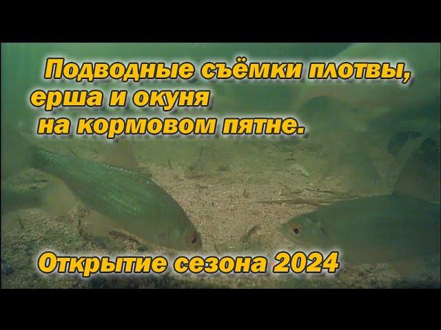 Подводные съёмки плотвы, ерша и окуня на кормовом пятне  Открытие сезона 2024