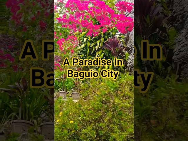 A Mountain Paradise In Mirador Heritage & Eco Park #baguiocity #travelphilippines #philippines
