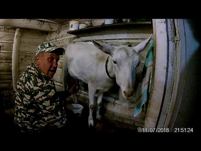 Вечерняя дойка козы зааннинской безрогой породы. Коза Белянка в главных ролях