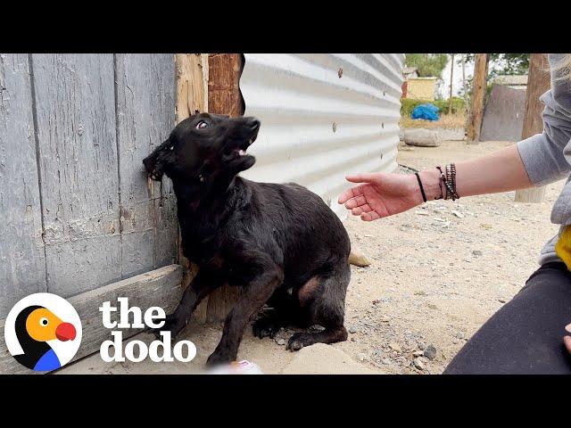 Senior Dog Who Was Left Behind Gets All The Toys She Wants | The Dodo