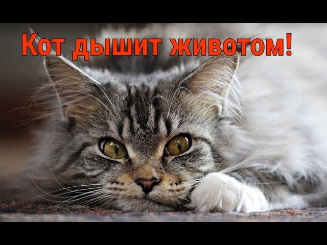 Кот дышит животом