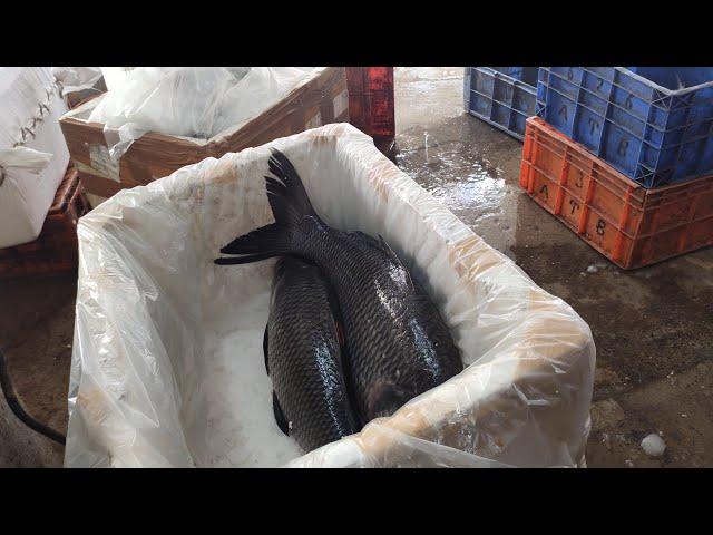 Earn Rs 5000 Daily | Katla Fish Business | Fish Business | Fish Export #fishbusiness  #fishbusiness