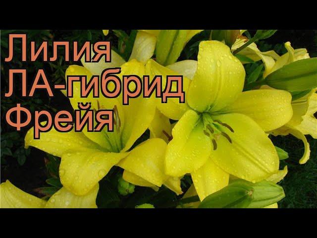 Лилия ла-гибрид Фрейя (lilium la-hybrid freya)  лилия Фрейя обзор: как сажать луковицы лилии Фрейя