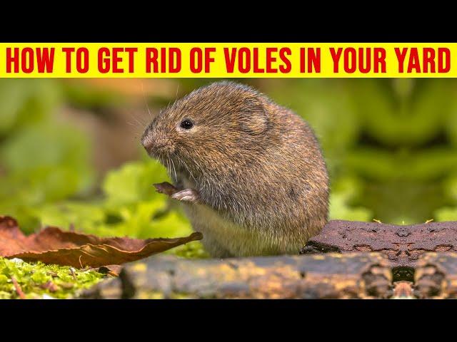 How to Get Rid of Voles in Your Yard - 7 Best Ways to Get Rid of Voles