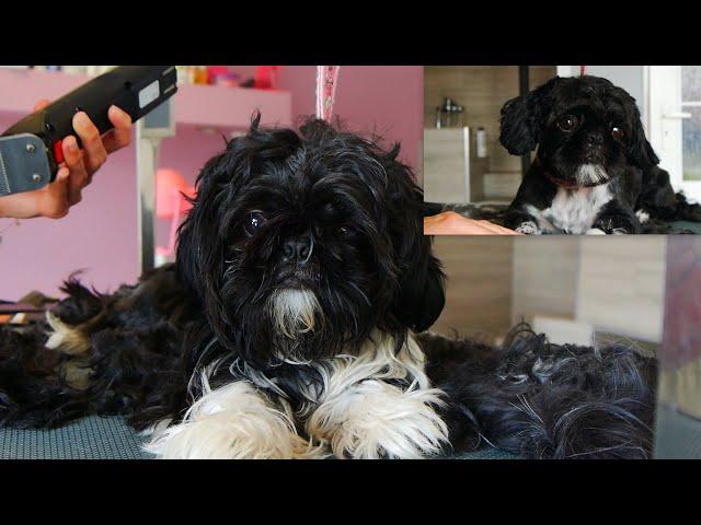 Amazing Transformation - Puppy Grooming Shih Tzu