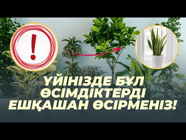 ҮЙДЕ ҰСТАУҒА БОЛМАЙТЫН ЕҢ УЛЫ 10 ӨСІМДІК #гүлдер #улы