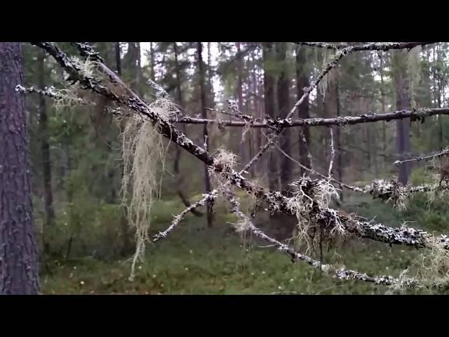 Еловый лес в Вологодской области