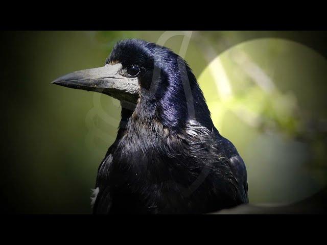 Грак (Corvus frugilegus) - розумний птах родини воронові