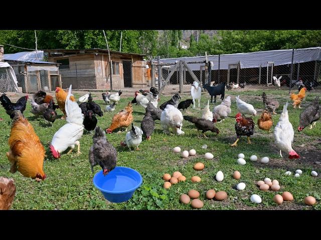 The Most Effective Natural Chicken Medicine Aspirin - How to Have an Organic Chicken Farm