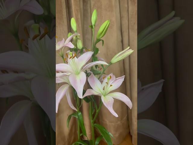 Beautiful lilies | good for room fragrance #viral #shorts #manalifestyleinjapan