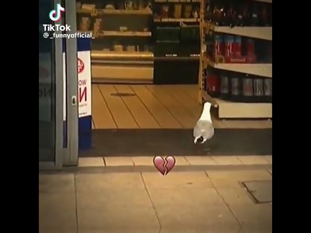 чайка #cat #мем