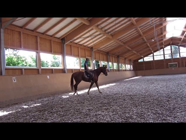 Quater Royal v Quaterback - Wolkentanz - Donnerhall - Dr. Thomas Ritter Training