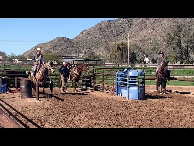 The Rope Horse Sale Hip #17 Gayla Raysin The Bar “Raisin”