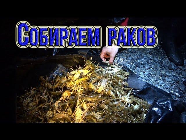 Собираем раков. Рак жрет рыбу под водой