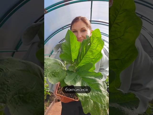 Высадка рассады перца в теплицу #дачасадогород #дача #сад #садоводничество #огород #garden