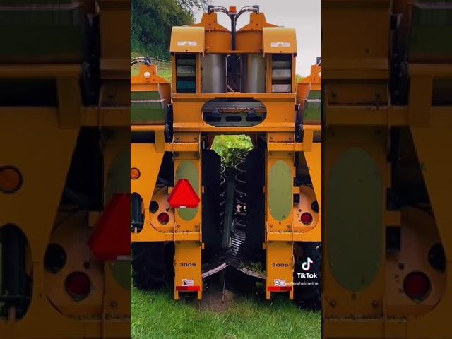 Harvesting Grapes in Wisconsin at Wollersheim Winery & Distillery