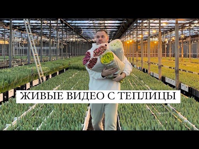 Тюльпаны оптом. Живые видео с теплицы 2024 года.