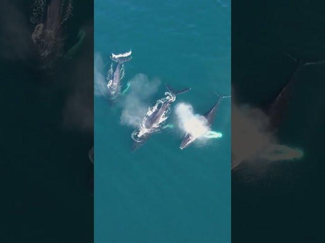 Humpback Whale Watching in Mexico