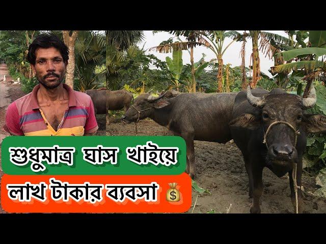 দানাদার খাদ্য ছারা মহিষ পালন | খুবই লাভজনক | Ar Razzaq Agro