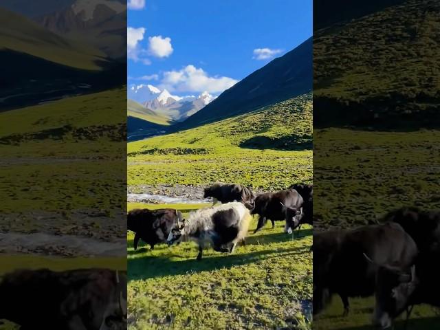 Yaks in the Himalayas #yaks #tibetan #himalayas