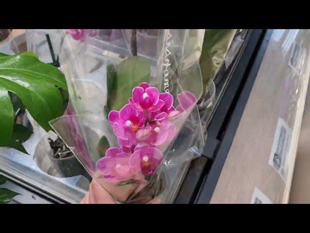 What is INTERESTING   Overview of Orchids in the shopping center "Epicenter" Odessa Ukraine