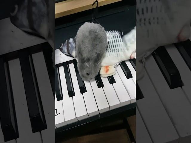 1 or 2? #piano