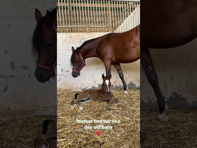 Arabian horse/Mare RD Maarionna By QR Marc Filly by Fadi al Shaqab Mother and her 1 day old baby