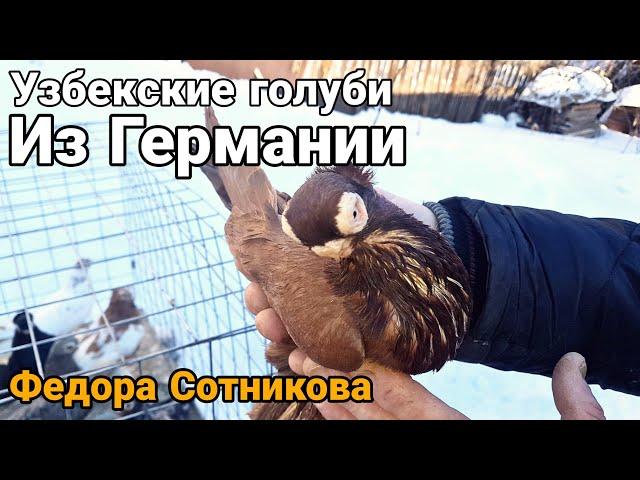 Узбекские голуби из Германии Федора Сотникова.Uzbek pigeons from Germany by Fedor Sotnikov