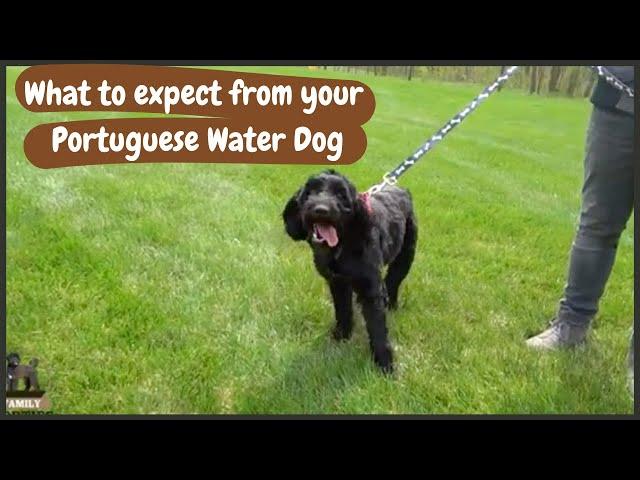 Full Grown Portuguese Water Dog: What to Expect as Weight and Growth