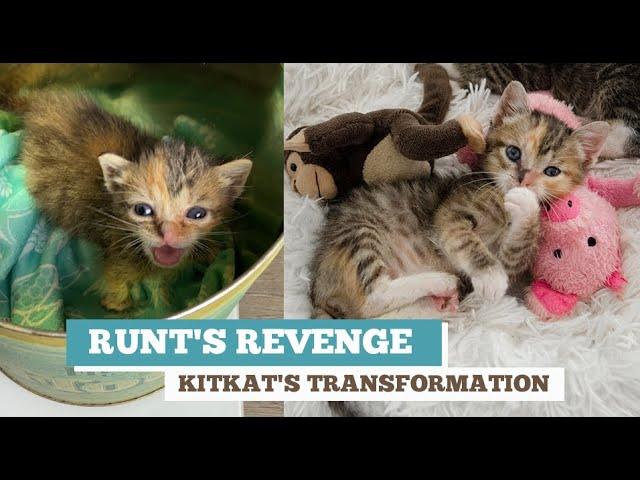 Runt's Revenge -- KitKat's Transformation