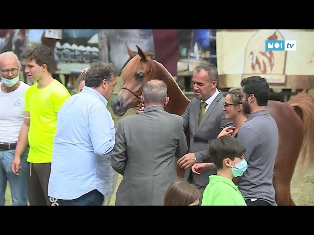 Eventi: Pietrasanta spinge la Versilia, celebrati i vent’anni de “L’arte del cavallo”