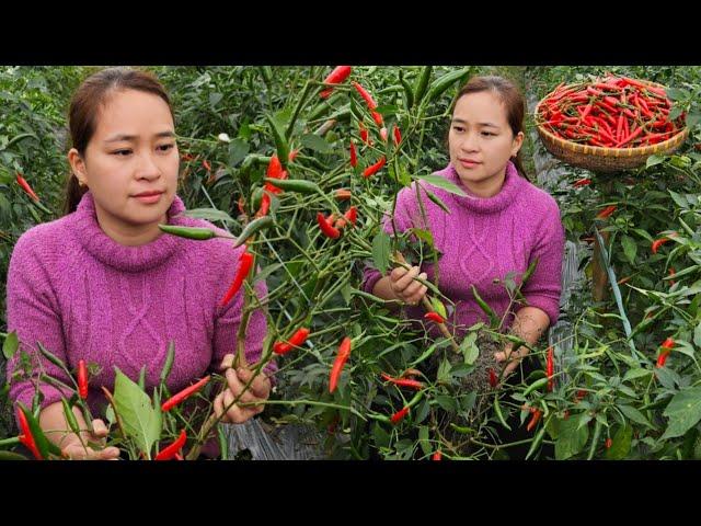 Harvesting a small chili garden to market sell - Chilli preservation process - Lý Thị Ca