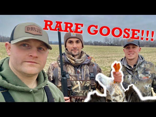 Kentucky Waterfowl Hunting - Rare Goose!!!!