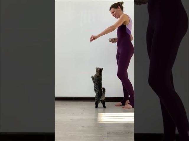 Cat jump