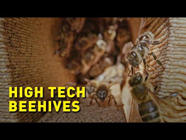 Saving the bees with high-tech beehives