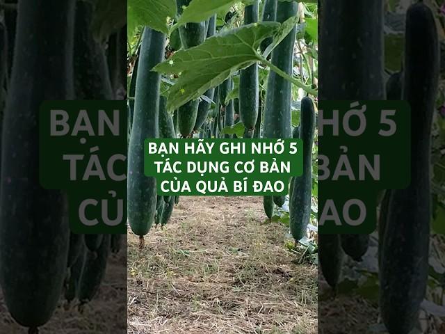 BẠN HÃY GHI NHỚ 5 TÁC DỤNG CƠ BẢN CỦA QUẢ BÍ ĐAO