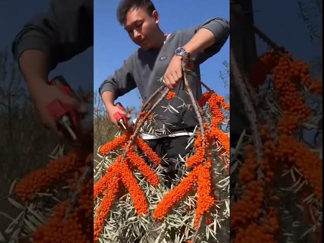 It's Time to Harvest Sea Buckthorn #satisfying @RomFarm