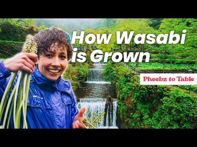 HOW TO GROW WASABI | Pheebz to Table