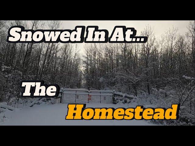 Snowed In at The Homestead, Alberta Canada