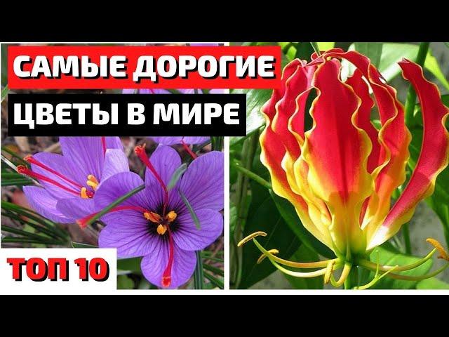 ТОП 10 | САМЫЕ ДОРОГИЕ ЦВЕТЫ В МИРЕ | САМЫЕ КРАСИВЫЕ ЦВЕТЫ В МИРЕ | самые красивые цветы в мире