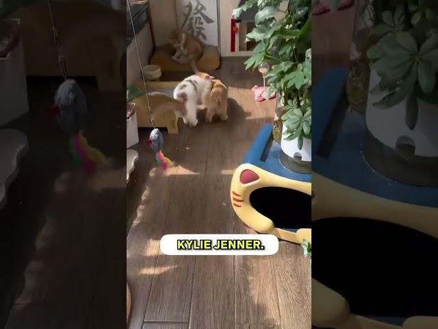 This “Smart Mouse Toy” can act like it’s Jerry and your cat is Tom 