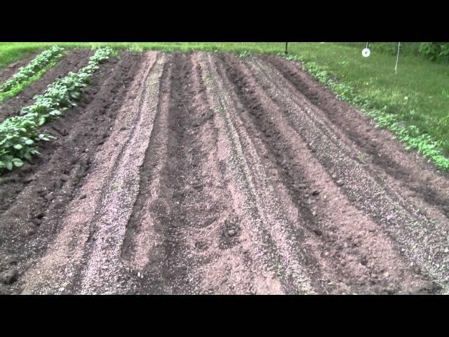 LifeInVT Spring Garden 2012 Potato and corn planting