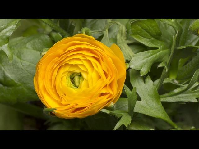 Watch if you're having a bad trip (help I'm tripping balls) [this may help]