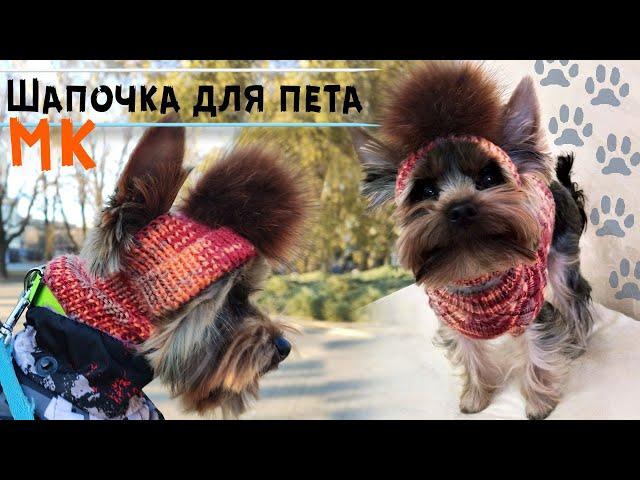 Шапка для собаки спицами Мастер-класс | Шапочка для йорка | DIY hat for dog